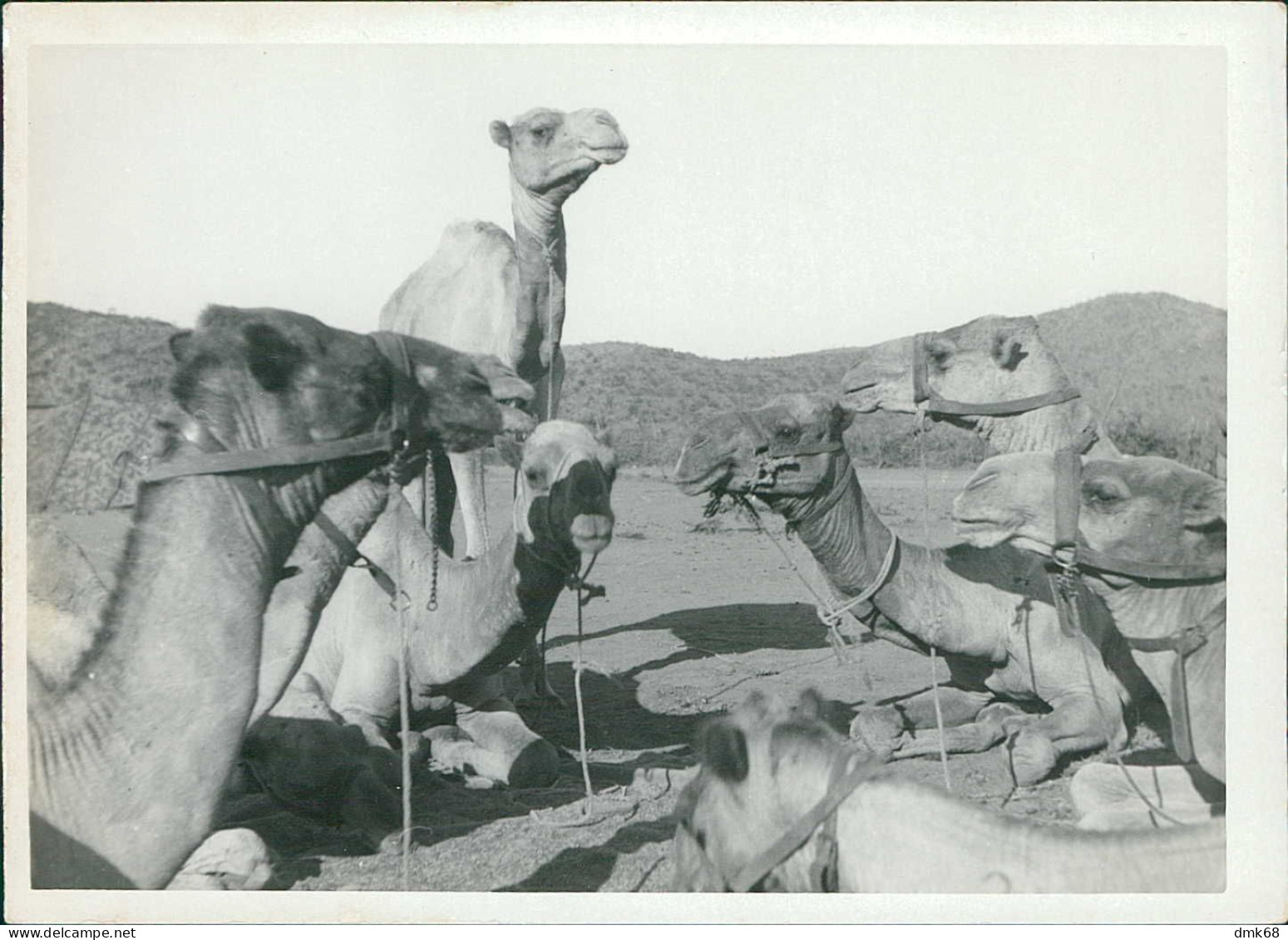 AFRICA - ERITREA - CAMELS OF A CARAVAN - PHOTO (CM18 - CM13) 1930s (BGF347)