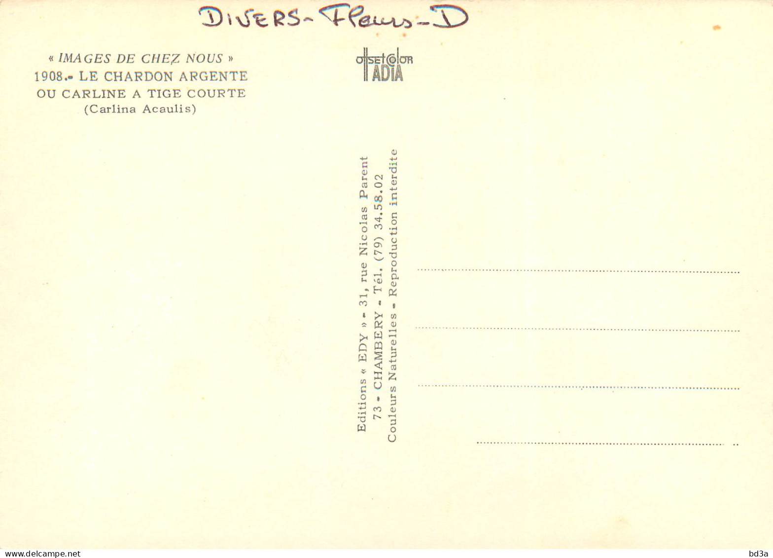 Thème Fleurs - CHARDON ARGENTE - Blumen