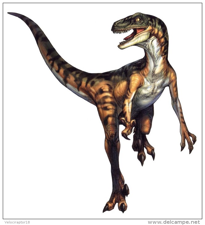 velociraptor18