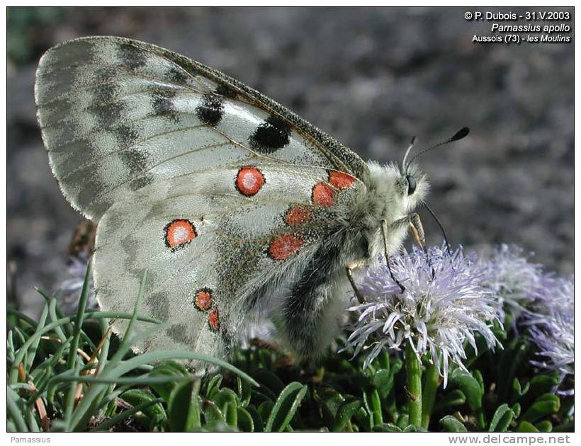 parnassius