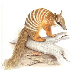 numbat