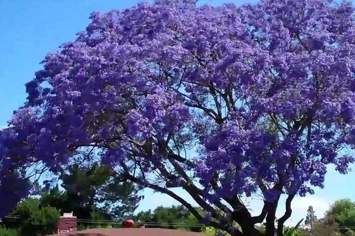 jacaranda2020