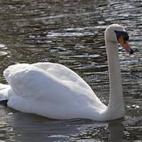 cygne