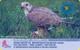 Hungary - P1999-35 - Duna-Ipoly National Park - Bird - Falco Cherrug - Hongrie