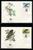 WWF 0009 1984 DOMINICA BIRDS SET OF 4 FDCS - Other & Unclassified