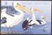 Australia 1994 FDC - Greeting Card - Pelican - Other & Unclassified