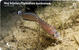 OPHIDION BARBATUM ( Croatia ) - Undersea - Marine Life - Underwater - Fish - Poisson - Fisch - Pez - Pesci - HUJ BIJELAC - Vissen