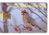 SONGBIRD ( Finland Card - Only 60.000 Ex. ) Songbirds Pajaro Cantor Uccello Cantoro Bird Oiseau Ave Birds Oiseaux - Zangvogels