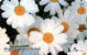 Flora ( Flore ) – Fleur ( Fleurs ) - Flowers – Blume (blumen) – Flor – Struzzo -  Croatian Flower BUHAÈ  ( RARE Card ) - Fleurs
