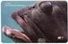 KIRNJA ( Croatie Rare - I Serie Undersea ) Grouper Mérou Agrupador Fish Poisson Fisch Pez Pescado Pesce Fishes Poissons - Croatia