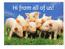 Pig - Cochon - Pigs - Cochons - Porc - Schwein - Schweine  -  Maiale -  Cerdo -  MINT Postcards ( View Card ) - Cerdos