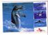 Undersea - Dolphin - Delphin -delfin– Delphine - Dauphin – Delfino – Dauphins - Dolphins  -Croatia Beautifull Postcard - Delphine