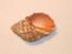 Seashells –seemuschel -conchiglia– Sea Shell – Coquille – Seashell -Croatian Adriatic Sea THAIS HAEMASTOMA (Linne,1767) - Conchas Y Caracoles