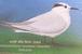 Bird, Stork, Pigeon, Dove, Postmark, Wildlife, Bird Sanctury - Cigognes & échassiers