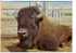 GOOD USSR POSTCARD - BISON - Other & Unclassified