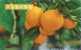 Fruit - Orange - Orange Breed, Citrus Unshiu Mare. - Landwirtschaftl. Anbau