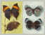 LOT 3 CPA SUR LES PAPILLONS - Butterflies
