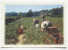 D 2548 - Images De France - CAk - Landwirtschaftl. Anbau