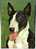 BULL TERRIER. Old German (GDR) Postcard - Hunde