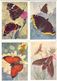 Butterflies. 16 Different Russian Postcards - Insects