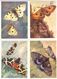 Butterflies. 16 Different Russian Postcards - Insects