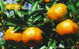 Chine : Entier Carte.mandarine Variete Manji, Fruit, Agrume, Selection - Obst & Früchte