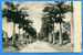 BARBADE. BARBADOS. Avenue Of Palm. Belleville.Written In 1904 - Barbados