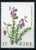 PIA - IRL - 1978 - Flore - Plantes Diverses - (Yv 378-81) - Unused Stamps