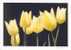 BELGIE/BELGIQUE - 1994 : Postogr 80** : TULPEN,TULIPES,TULIPS, - Other & Unclassified