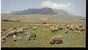 Jolie & Rare Lettre RSA Afrique Du Sud CAD Pretoria 15-5-1972 Pour La Zambie Mouton Brebis Agneau Bélier Orangerivier ++ - Hoftiere