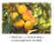 France : PAP Voyagé Mirabelle Orange Prune Recolte Tarte Miel Or Alimentation Arbre Food Fruit - Ernährung