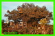 DISNEYWORLD - SWISS FAMILY ISLAND TREEHOUSE - - Disneyworld