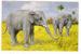 INDIISCHER  ELEFANT   /   D´après Un Dessin De H. MILLER              ( Thème :  ELEPHANT / PACHYDERME ) - Afrique Du Sud