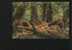 OLYMPIC MOUNTAINS Postcard USA RAIN FOREST - Sonstige & Ohne Zuordnung