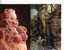 1 + 2 Carte Du Victoria - William Ricketts Sanctuary / 3 Victoria Postcard - Other & Unclassified