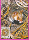 D555 / Bulgaria Maxi Card 1994 /4136 Maximum WWF CRICETUS HAMSTER Bulgarie Bulgarien Bulgarije - Maximumkarten