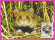 D557 / Bulgaria Maxi Card Maximum Cards  1994 /4137 WWF CRICETUS HAMSTER Bulgarie Bulgarien Bulgarije - Cartes-maximum