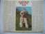 CALENDRIER ALMANACH DES P.T.T. DOUBLES PHOTOS  DE 1978  FOX TERRIER  /JUMENT & POULAIN - Big : 1971-80