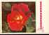 Bel Entier Carte Postale Russe Sur Les Roses (18) Pour Les Voeux - Rosen