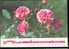 Bel Entier Carte Postale Russe Sur Les Roses (19) Pour Les Voeux - Rosas