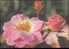 Bel Entier Carte Postale Russe Sur Les Roses (25) - Rosas