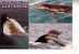 2 Carte Sur Les Balaines - 2 Whale Postcards - Dolfijnen