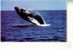 2 Carte Sur Les Balaines - 2 Whale Postcards - Dauphins