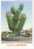 ISLA De LANZAROTE (Canarias) : Jardin De Cactus; Moulin à Vent / Windmill ; + Timbre CINEMA ;TB - Lanzarote
