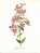 Dessin Impimé De J. Madelin, La Flore Fantastique, Pub Servier, Cuphea Cordata, Cuphée à Feuilles En Coeur (08-375) - Dibujos
