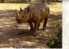 Rhinoceros Postcard - Carte Postale De Rhinoceros - Rinoceronte