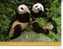 Carte Postale De Panda - Panda Bear Postcard - Osos
