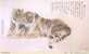 Tiger . Pre-stamped Card , Postal Stationery - Rhinocéros
