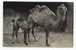 VINTAGE Ca1900 Postal Postcard With Camel Camellos - Otros & Sin Clasificación