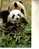 3 Panda Postcard / 3 Postcards Of Panda - Ours
